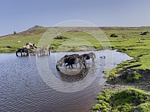 Wild ponies drinking water in the late afternoon on Dartmoor, Devon, UK