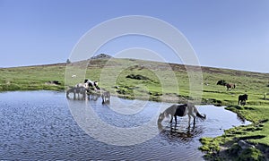 Wild ponies drinking water in the late afternoon on Dartmoor, Devon, UK