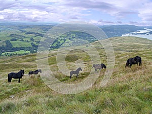 Wild ponies on fell side, Lake District