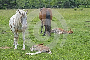 The wild Ponies of Grayson Highlands stand guard over their sleeping babies.