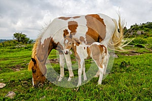 Wild ponies, Grayson Highlands, Virginia