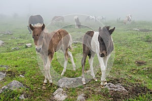 Wild ponies, Grayson Highlands, Virginia