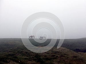 Wild ponies on top of the Pyrenees, France