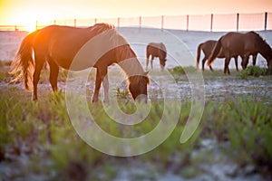 Wild ponies grazing at sunrise at Assateague Island, MD