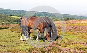 Wild ponies and heather Quantock Hills Somerset