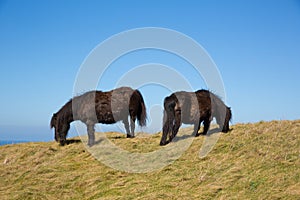 Wild ponies on hillside horizon with blue sky North Cornwall