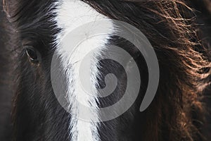 Wild ponies and horses, snow, brecon beacons national park