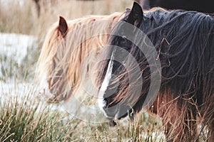 Wild ponies and horses, snow, brecon beacons national park