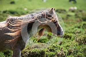 Wild ponies and horses, snow, brecon beacons national park