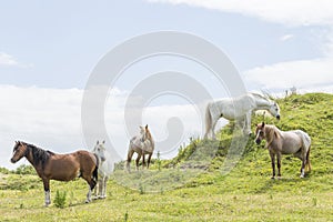 Wild Ponies of the Isle of Anglesey in Wales