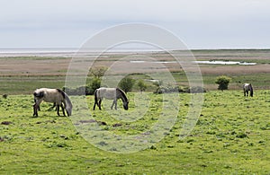 Wild ponies, Konik Polski, near the Suffolk marshes photo