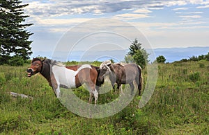 Wild Ponies Mare Stallion Grayson Highlands VA
