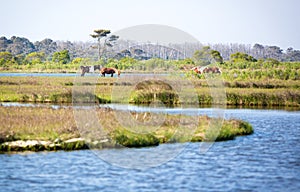 Wild ponies in a marsh at Assateague Island National Seashore, Maryland