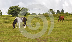 Wild Ponies Near Mount Rogers, Virginia