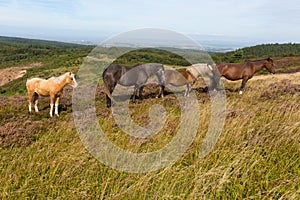 Wild ponies Quantock Hills Somerset