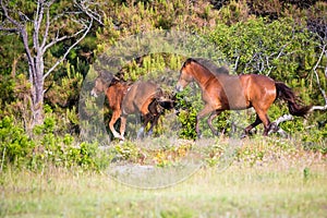 Wild ponies running at Assateague Island National Seashore, Maryland