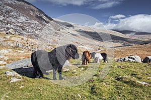 Wild Ponies in Snowdonia National Park