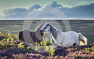 Wild Ponies on Upland Meadow