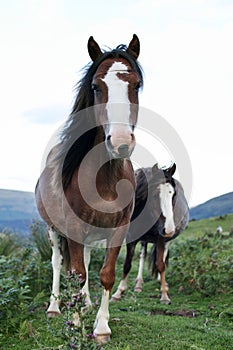 Wild ponies, windy day, brecon beacons national park