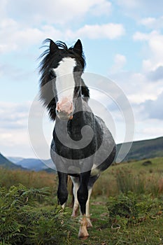 Wild ponies, windy day, brecon beacons national park