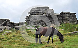 Wild ponny in Dartmoor National Park.