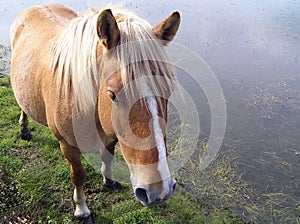 Wild Pony photo