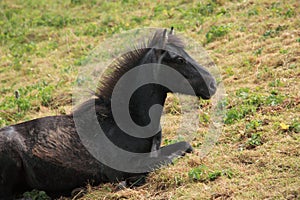 Wild Pony along the South West coast of England in Devon