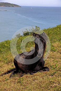 Wild Pony along the South West coast of England in Devon