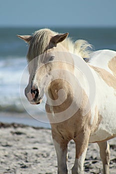 Wild pony at Assateague National Seashore