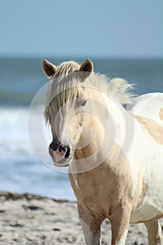 Wild pony at Assateague National Seashore