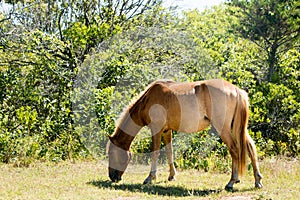 Wild pony in coastal grassy field