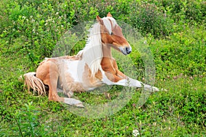 Wild Pony Colt Grayson Highlands VA