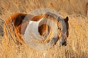 Wild pony in cordgrass at Assateague in Maryland.