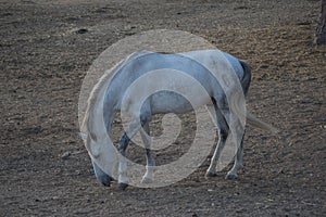 Wild pony eating