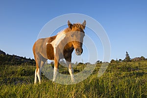 Wild Pony in Grayson Highlands State Park, Virginia