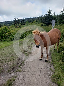 Wild Pony Grayson Highlands Virginia State park