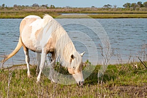 A wild pony grazing at Assateague Island National Seashore, MD