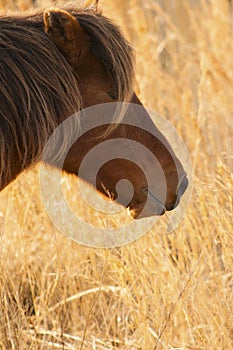 Wild pony grazing in beach grass at Assateague. photo