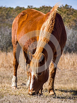 Wild Pony Grazing, Full Frame, Assateague Island National Seashore