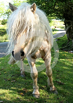 Wild Pony Having a Bad Hair Day