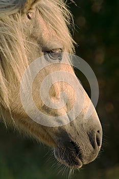 Wild Pony Head Shot