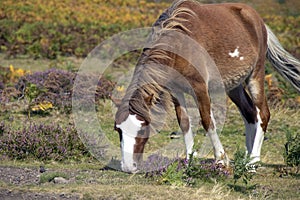 A wild pony on the Long Mynd near Church Stretton, Shropshire