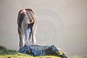 Wild pony on a mountain in sunshine, brecon beacons national park