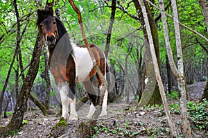 Wild pony in nature