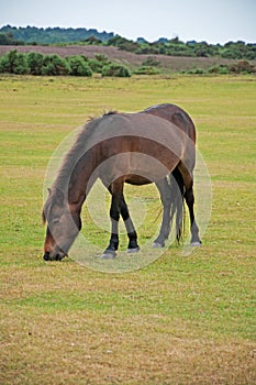 Wild Pony in the New Forest photo
