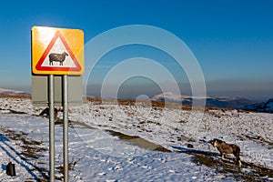 Wild pony in the snow next to a roadsign warning of wild animals photo