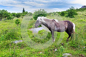 Wild Pony Stallion Mustang Grayson Highlands VA
