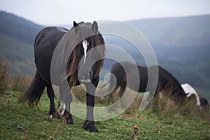 Wild pony on top of a mountain , brecon beacons national park