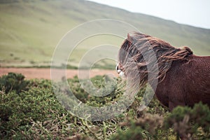 Wild pony on top of a mountain , brecon beacons national park