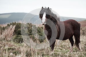 Wild pony on top of a mountain , brecon beacons national park